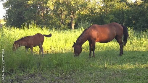 Mare and Foal Grazing Together on Green Summer Meadow
