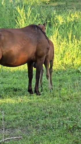 Mare and Foal Grazing Together on Green Summer Meadow
