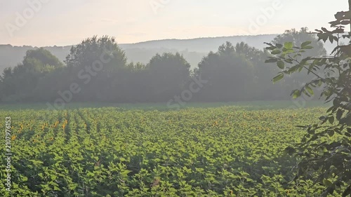 Beautiful Sunflower Field at Sunrise with Golden Morning Light