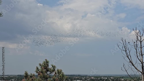 Large Flock of Birds Flying Together Changing Formation in Sky