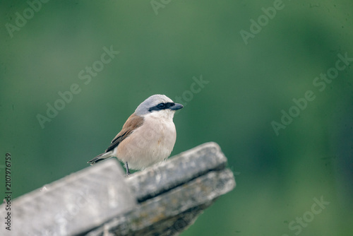 Red backed shrike perched on wooden structure with isolated green blurred background