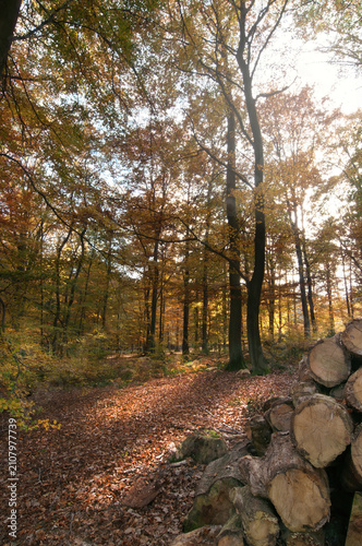 Herbst im Wald