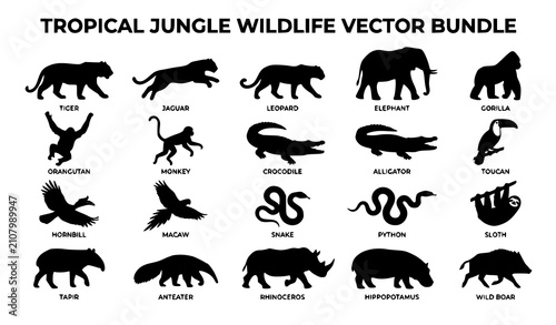 Photography Professional Tropical Jungle Wildlife Silhouette Vector Bundle