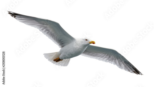 White seagull with outstretched wings in flight, isolated on transparent background