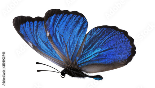 Fotografía Vibrant blue morpho butterfly with detailed wings, isolated on transparent backg