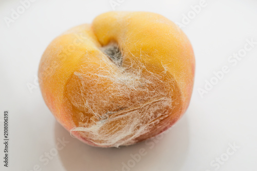 Close-up of a moldy peach with white fuzzy mold and soft decay.