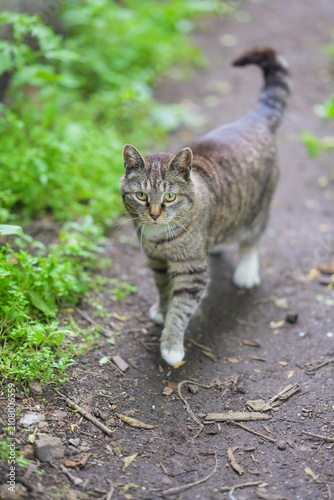 Stray tabby cat walking on outdoor path with green plants background.