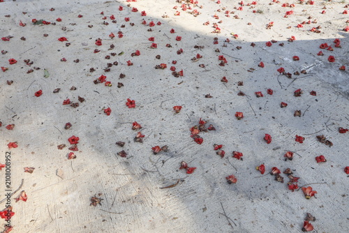 Bild auf Leinwand Randu alas (Bombax ceiba L.) Flowers (1)