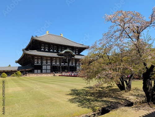 Todai-ji Temple Daibutsuden with Cherry Blossoms, Nara