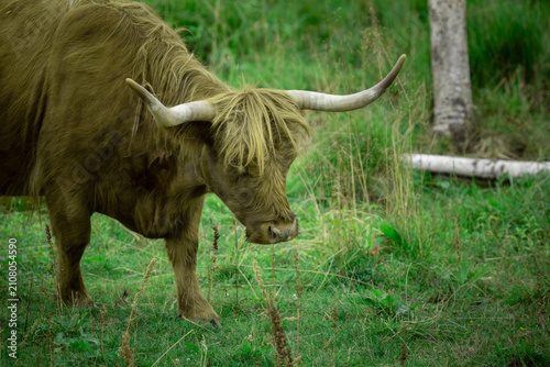 Valokuva A peaceful portrait of Highland cattle surrounded by nature