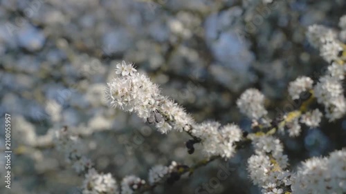 White blossoms with yellow centers fill the frame, set against blurred foliage. Natural light emphasizes the fine textures of the blooming branch in slow motion.