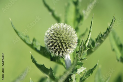 Foto Glandular globe-thistle (Echinops sphaerocephalus)