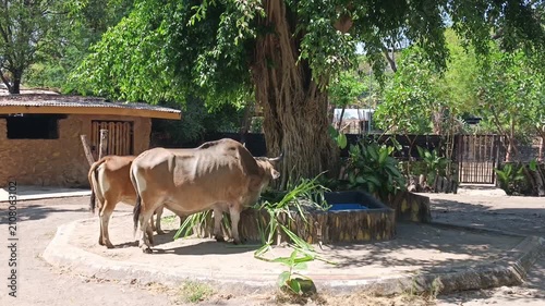 Two Antelopes Walking in a Shaded Zoo Enclosure, Wildlife Video Footage for Animal Behavior, Nature Conservation, Tourism, Education, Zoological Parks, and Natural Habitat Concepts