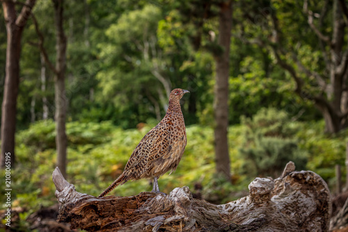 A female common pheasant stanging on a fallen tree trunk, with a shallow depth of field