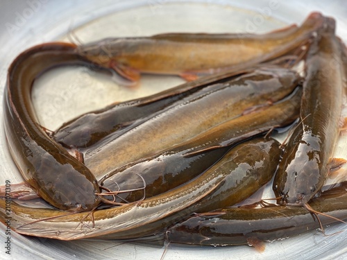 Bild auf Leinwand Fresh live Asian stinging catfish displayed on metal tray