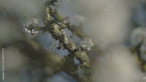 Slow motion. A moss-covered tree branch holds small white blossoms, captured in sharp detail against a softly blurred background, blending texture and delicate spring growth.
