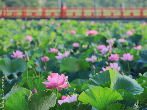 高田城址公園の蓮