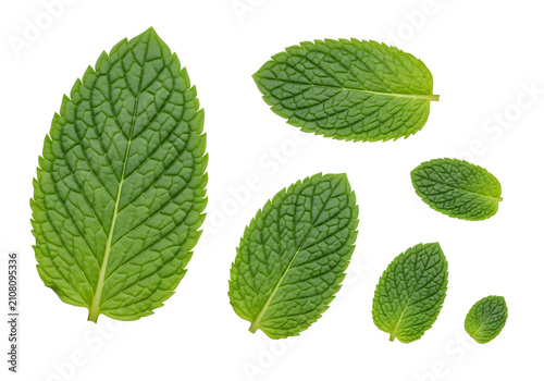 Fresh mint leaves isolated on white background
