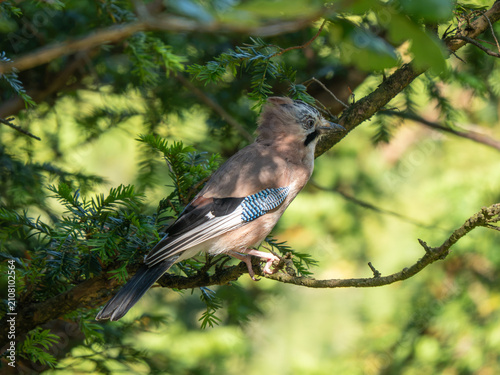 Konstfotografi A Jay in a Tree. Arnside Knott.