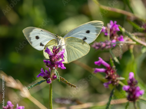 Fotografía A Large White Butterfly on Betony