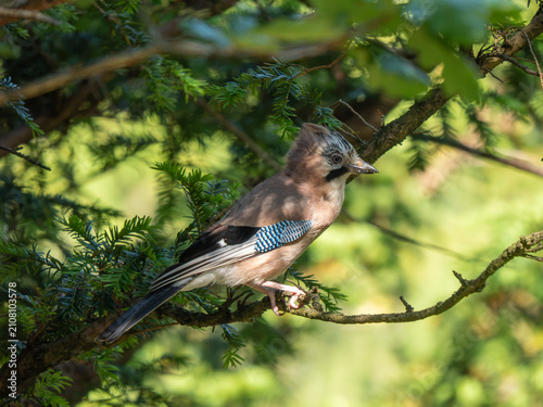 A Jay in a Tree. Arnside Knott.