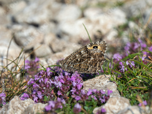 A Grayling Butterfly Feeding on Wild Thyme. Arnside Knott.