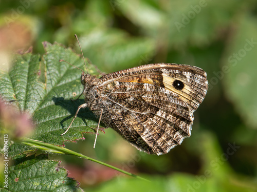 A Grayling Butterfly. Arnside Knott.