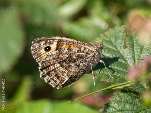 A Grayling Butterfly. Arnside Knott.