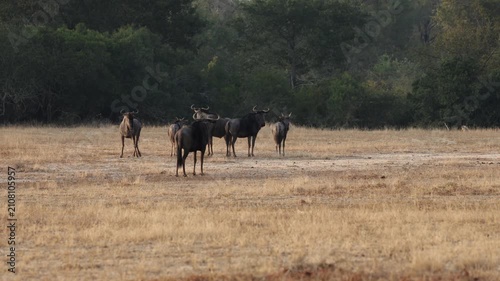  A spotted hyena, blue wildebeest, and cheetahs