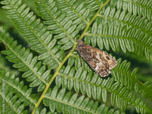 A Grayling Butterfly. Arnside Knott.