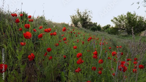 Red poppies sway in the wind, early morning, dawn, spring, bees pollinating flowers