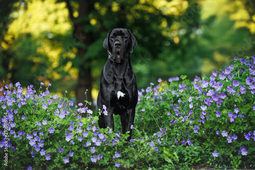 Fotografi black great dane dog posing in the park with blooming flowers
