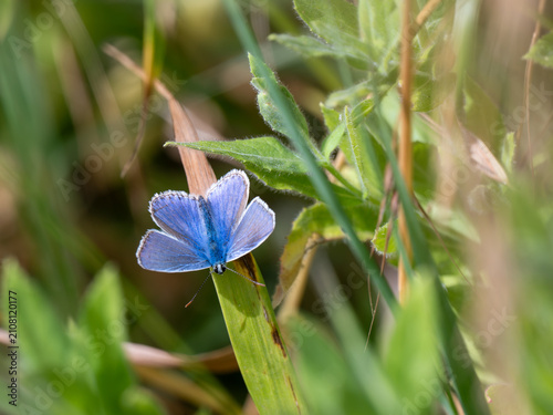 A Common Blue Butterfly in an Urban Garden