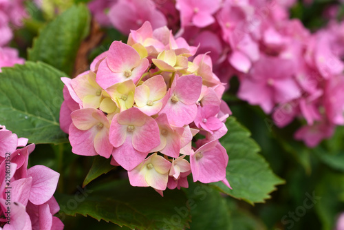 A pink hydrangea flower in full bloom