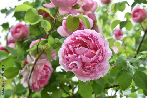 Beautiful pink roses blooming in the garden