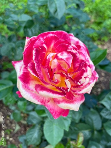 Cuadro en lienzo Blooming bright pink and yellow Rosa Pullman Orient Express