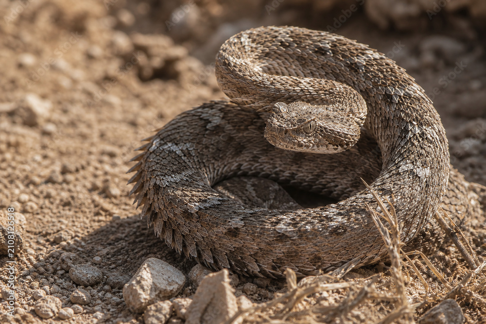 Obraz premium Saw scaled viper coiled on arid desert ground