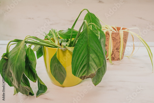 Obraz na płótnie Close up view of wilting spathiphyllum houseplant with droopy dry leaves in pot