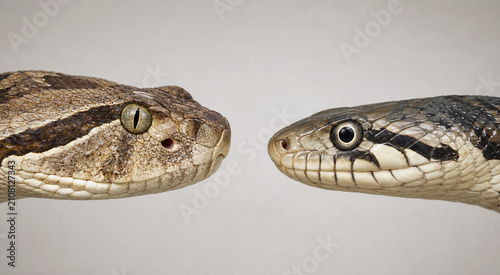 Venomous viper and rat snake head comparison
