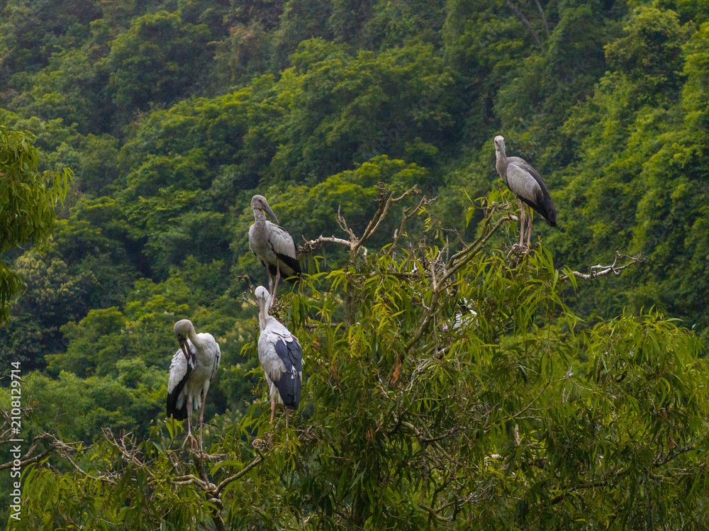 Obraz premium view of white storks in Thung Nham Natural Reserve, Ninh Binh province, Vietnam.