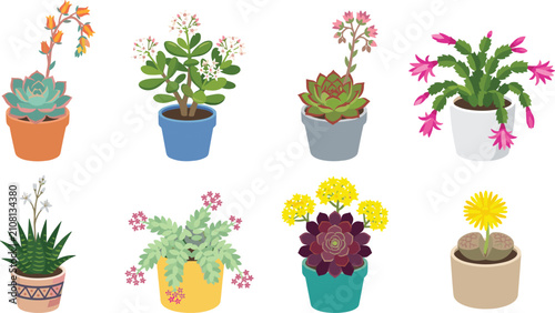Set of Flowering Succulents in Potted Plants Isolated on White Background Vector Illustration
