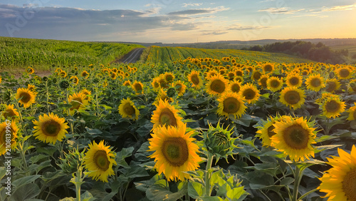 sunflower field with blue sky in background