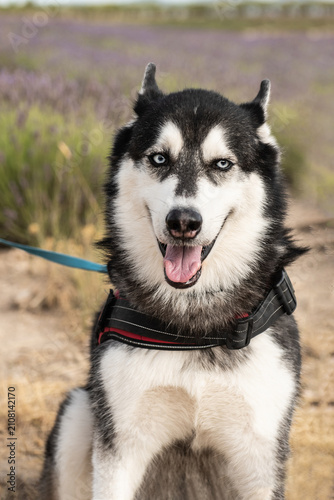 Obraz na plátně Portrait of a blue-eyed Siberian Husky against a blooming lavender field on a sunny day