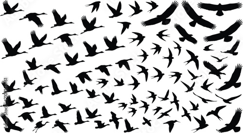 Cuadro en lienzo Flying Bird Silhouette Collection with Migratory Birds Raptors and Swallows