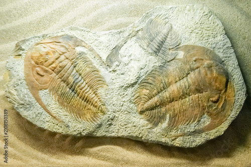 Cuadro en lienzo Fossilized trilobite Paradoxides specimens embedded in stone on sand background