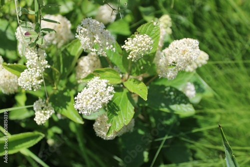 New Jersey Tea blooms at Somme Prairie Nature Preserve in Northbrook, Illinois
