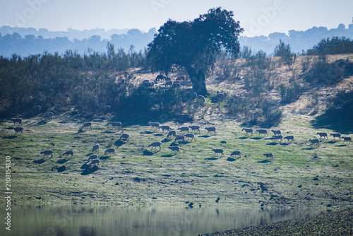 Foto Valdecañas Reservoir (Extremadura, Spain)