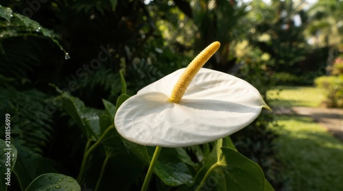Closeup of a white anthurium flower blooming in a lush tropical garden with soft sunlight and green foliage