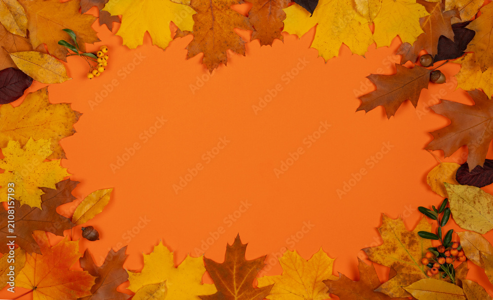 Fototapeta premium Banner vibrant fall maple leaves, oak leaves, and rowan berries forming a full frame border with large orange blank copy space in the center.