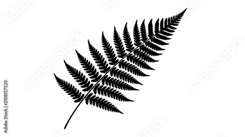 Foto Fern frond silhouette against a white background